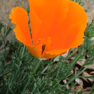 Eschscholzia californica