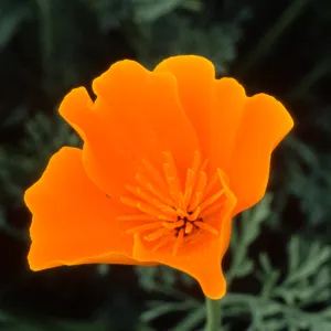 Eschscholzia ((California Poppy))