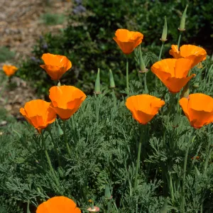 Eschscholzia californica