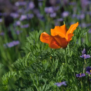 Eschscholzia californica and Sisyrinchrium bellum