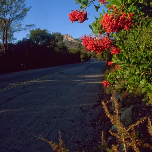 Heteromeles arbutifolia, Mission Canyon Road, blue sky, red berries