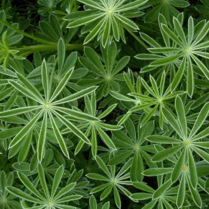 Lupinus (Lupine)