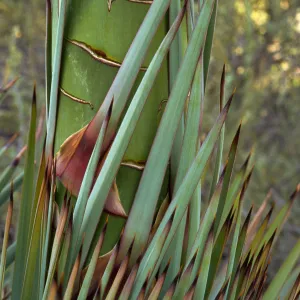 Agave (Century Plant) trunk and leaves