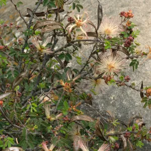 Calliandra eriophylla