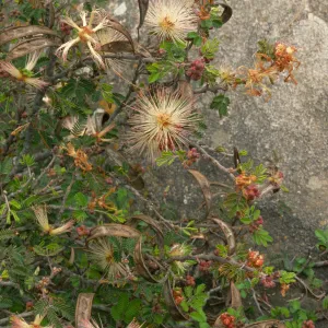 Calliandra eriophylla
