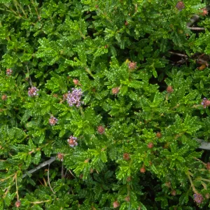 Ceanothus papillosus