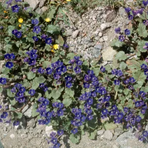 Phacelia campanularia