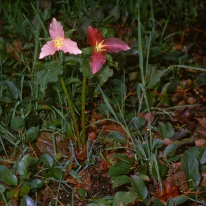 Trillium ovatum