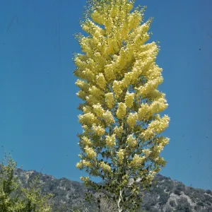 Yucca whipplei