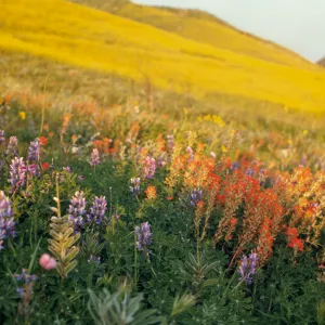 field of wildflowers, Lupine (Lupine) and Castilleja
