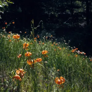 Lilium wigginsii