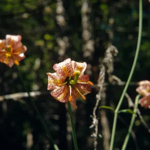 Lilium kelloggii