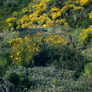 Coreopsis gigantea