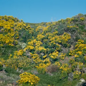 Coreopsis gigantea