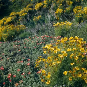 Coreopsis