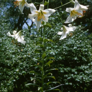 Lilium