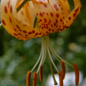 Lilium humboldtii, SBBG