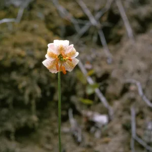 Lilium kelloggii 