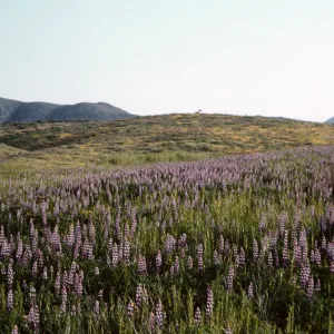 field of Lupinus (Lupine), wildflowers