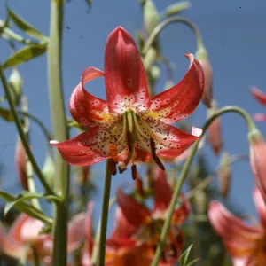 Lilium kelloggii, hybrid