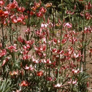 Lilium kelloggii, hybrid