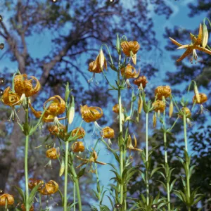 Lilium pardalinum