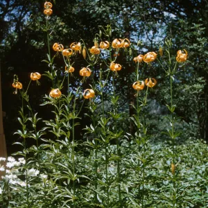 Lilium pardalinum, fragraus