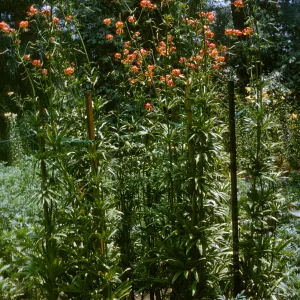 Lilium pardalinum, fragrans