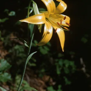Lilium parryi, Big Bear Valley California