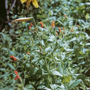 Lilium parryi