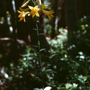 Lilium parryi, in wild
