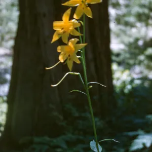 Lilium parryi
