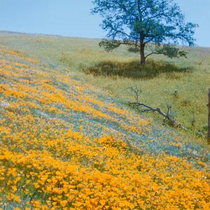 Gold fields, field of wildflowers, north Kern