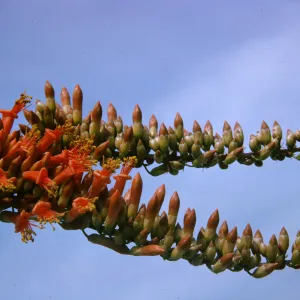 Fouquieria splendens