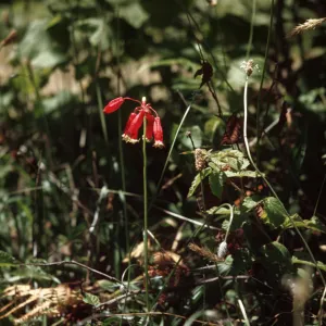 Brodiaea ida-Maia, firecracker