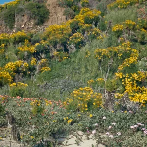 Coreopsis, asteraceae
