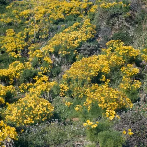 Coreopsis gigantea