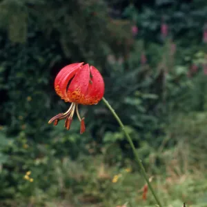 Lilium pardalinum, red