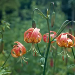 Lilium pardalinum