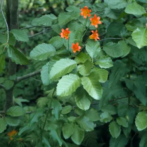 Lilium parvum, Echo Lake