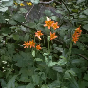 Lilium parvum, echo Lake