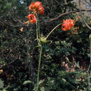 Lilium pitkinense