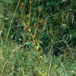 Lilium wigginsii