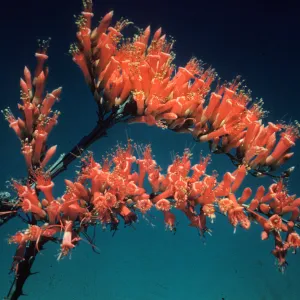 Fouquieria splendens, ocatillo