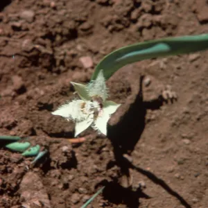 Calochortus coeruleus var. westonii