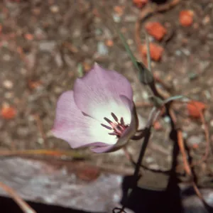 Calochortus invenustus