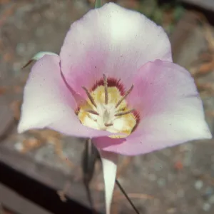 Calochortus macrocarpus