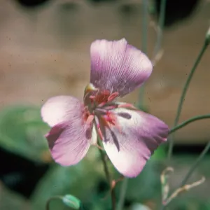 Calochortus striatus, Lancaster