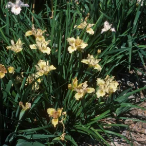 Iris Hybrid Buff Colored