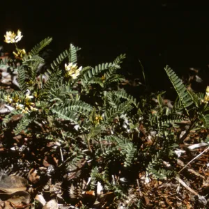 Astragalus, Williams Creek, Jackson County, Oregon